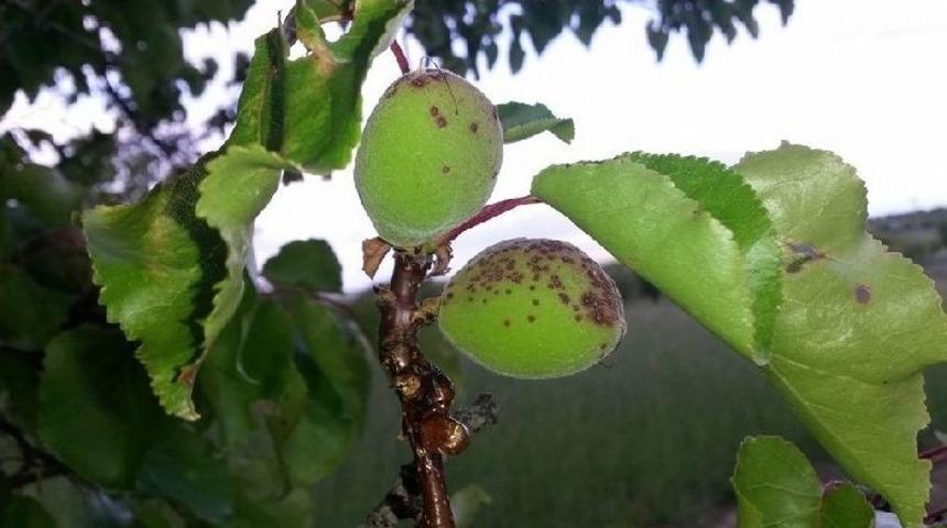 Kayısı Da İlkbahar Hastalıklarına Karşı &Ccedil;ift&ccedil;iler Uyarıldı