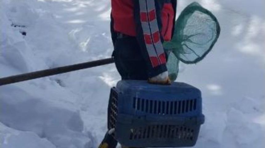 Yaralı Kedi I&ccedil;in Karlı Yolları Aştılar