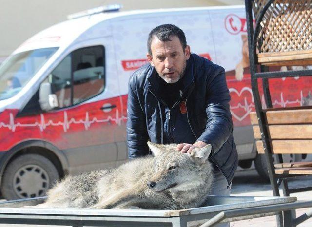 Otomobilin Çarptığı Yaralı Kurt Tedavi Altına Alındı