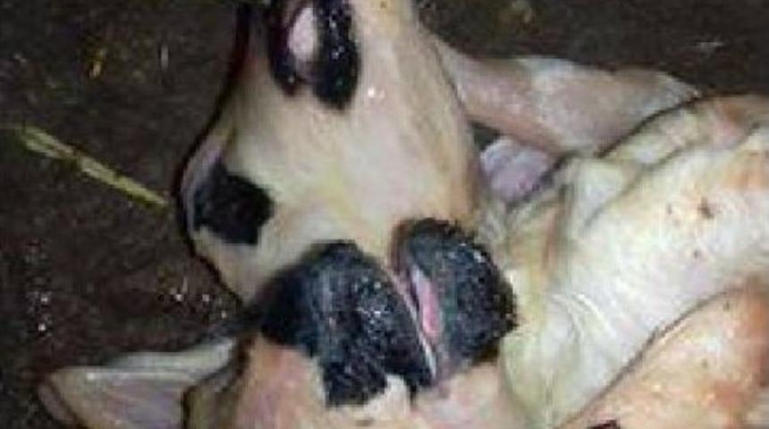 &Ccedil;ift Başlı, &Ccedil;ift Kuyruklu Ve 6 Ayaklı Doğan Kuzu, 2 Dakika Yaşayabildi