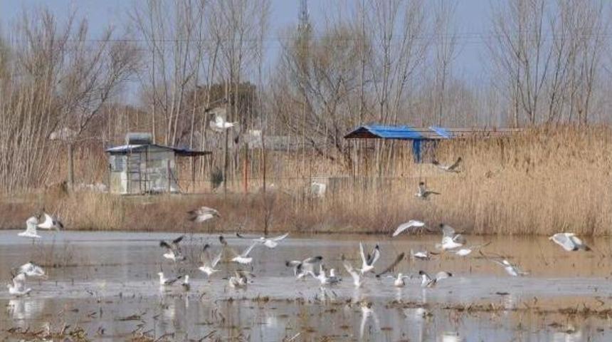 Tarım Arazileri Kuş Cennetine D&ouml;nd&uuml;