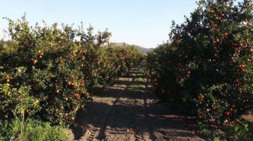 Narenciye &Uuml;reticileri Dertli, 'portakalı Soydum Başucuma Koydum' Lafta Kaldı
