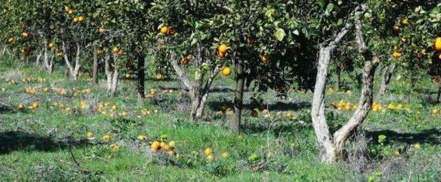 Narenciye &Uuml;reticileri Dertli,  portakalı Soydum Başucuma Koydum  Lafta Kaldı 1