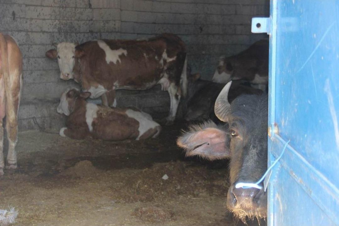 Hayvanlara &lsquo;ahır&rsquo; Hapsi