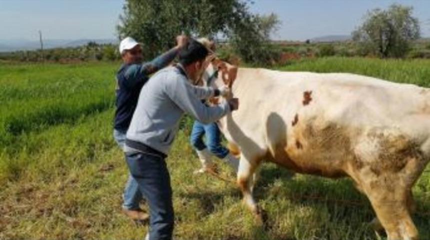 A Tipi Şap Vir&uuml;s&uuml;ne Dikkat
