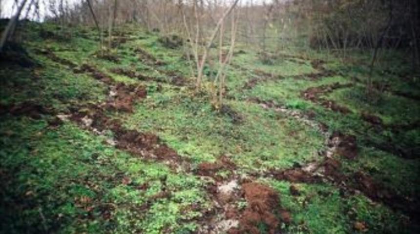 Fındık &Uuml;reticisi 2017 Sezonuna Hazırlanıyor