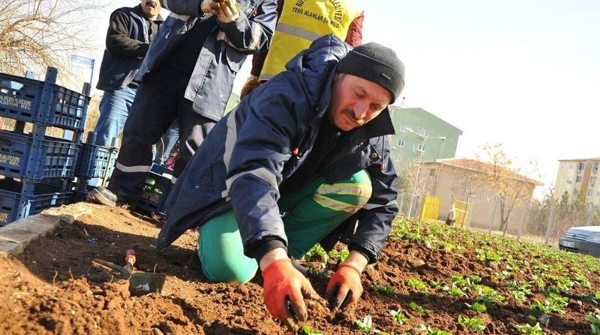 Mevsimlik &Ccedil;i&ccedil;ek Dikimi &Ccedil;alışmaları Devam Ediyor