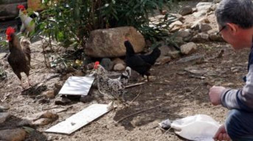 Mahallede Tavuk Bırakmadılar