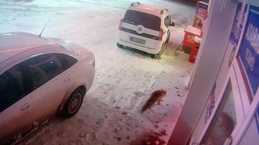 A&ccedil; Kalan Tilki Lokantanın Kapısına Geldi