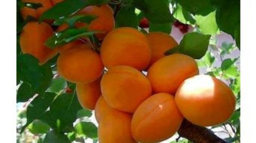 Kayısı Sigortalatmak İçin Son Gün 28 Şubat