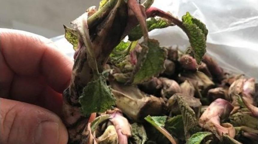 Zılbıt Tezgahtaki Yerini Aldı