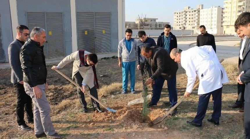 Hastane Bah&ccedil;esinde 300 Fidan Toprakla Buluştu