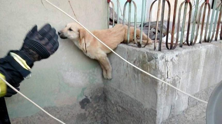 Demir Korkuluklara Sıkışan K&ouml;peği İtfaiye Kurtardı