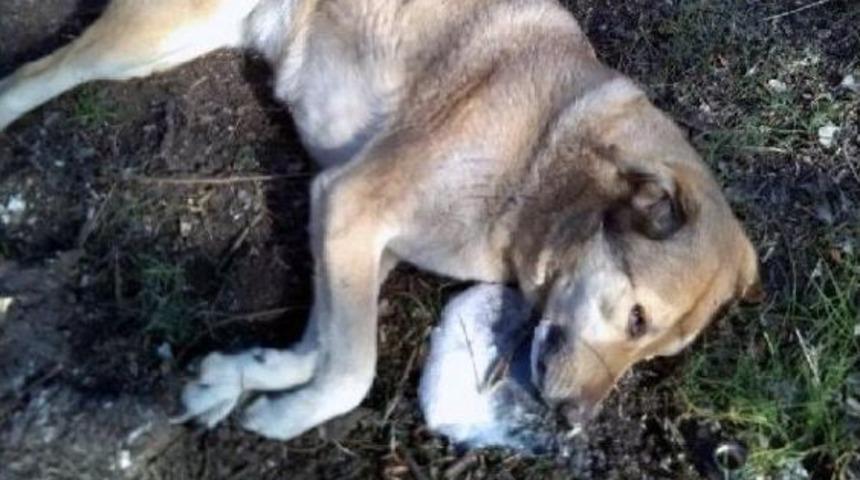 Adana'da K&ouml;pek Katliamı