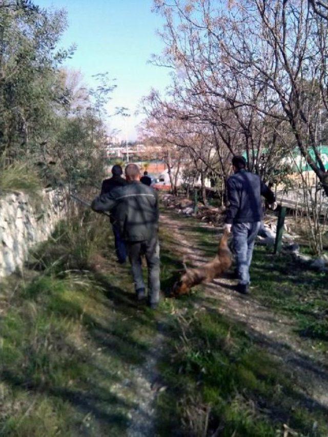 Adana'da Köpek Katliamı