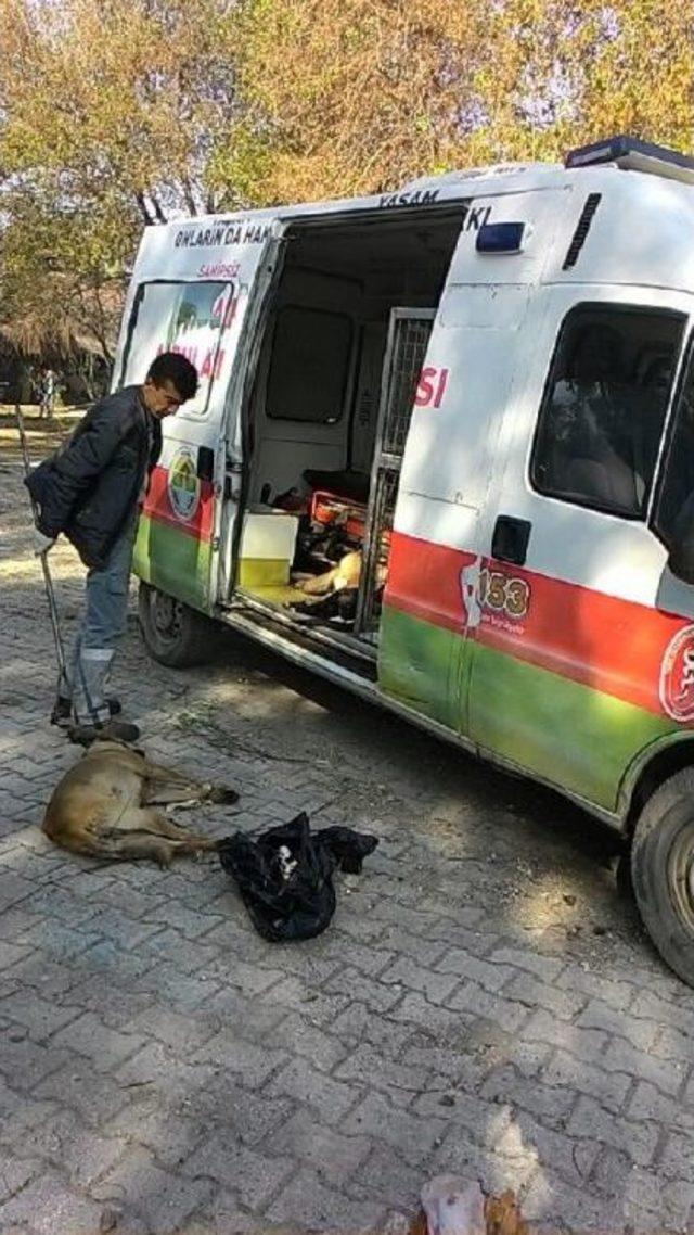 Adana'da Köpek Katliamı