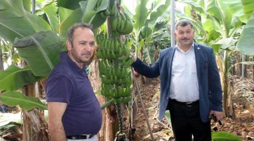 Gazipaşa'da 365 G&uuml;n Muz &Uuml;retimi