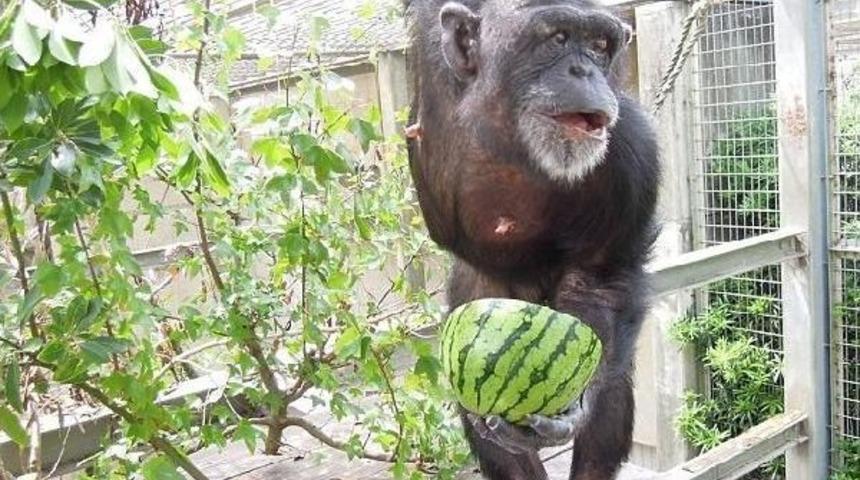 D&uuml;nyanın En Yaşlı Down Sendromlu Şempanzesi Japonya&rsquo;Da