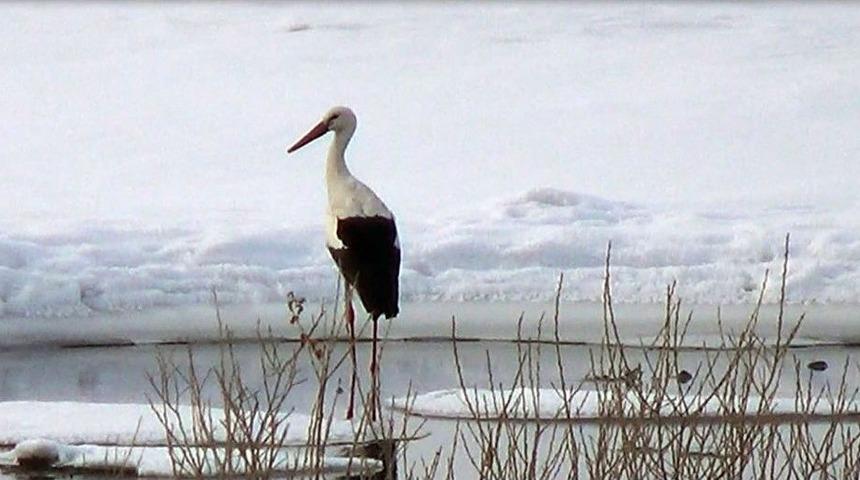 Kars&rsquo;a Eksi 20 Derece Soğukta Leylek Geldi