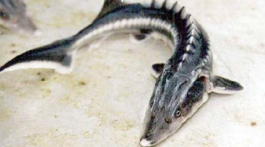 Prof. Dr. Serap Ustaoğlu: Mersin Balığının 2 Türü Yok Oldu