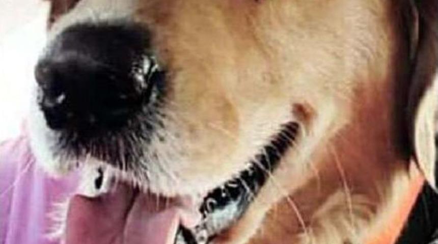 Hayvansever &Ouml;ğretmen K&ouml;peğini Kaybetti