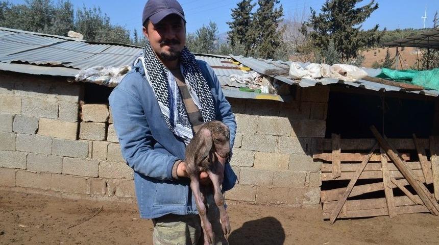 Ke&ccedil;i Kuzuya Benzer Bir Yavru Doğurdu