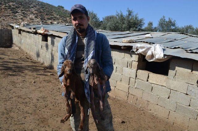 Keçi Kuzuya Benzer Bir Yavru Doğurdu