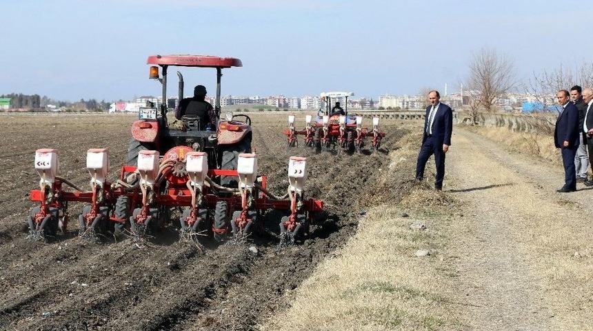 Tekin: &ldquo;adana&rsquo;da 1. &Uuml;r&uuml;n Mısır Ekilişleri Yıllara G&ouml;re Arttı"