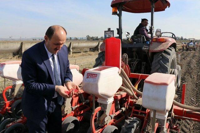 Tekin: “adana’da 1. Ürün Mısır Ekilişleri Yıllara Göre Arttı