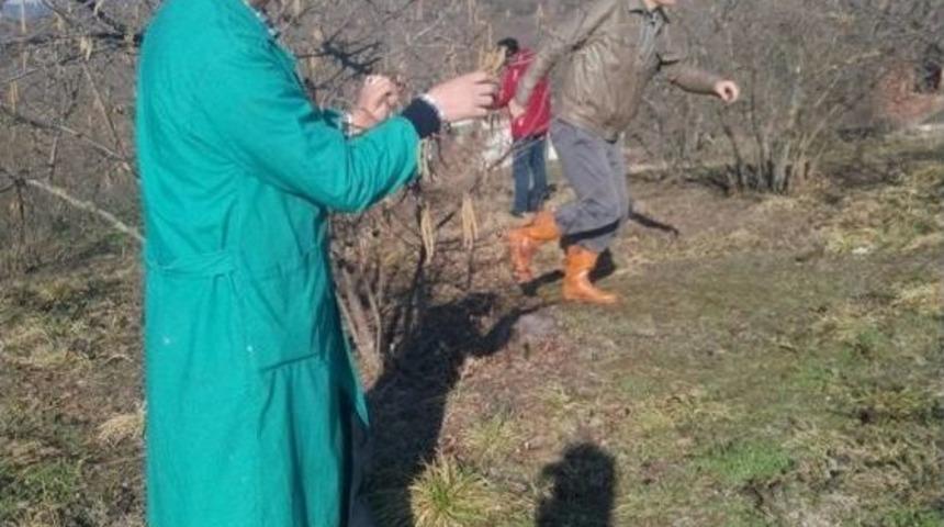 Fındıkta Karanfil Sayımı Başladı