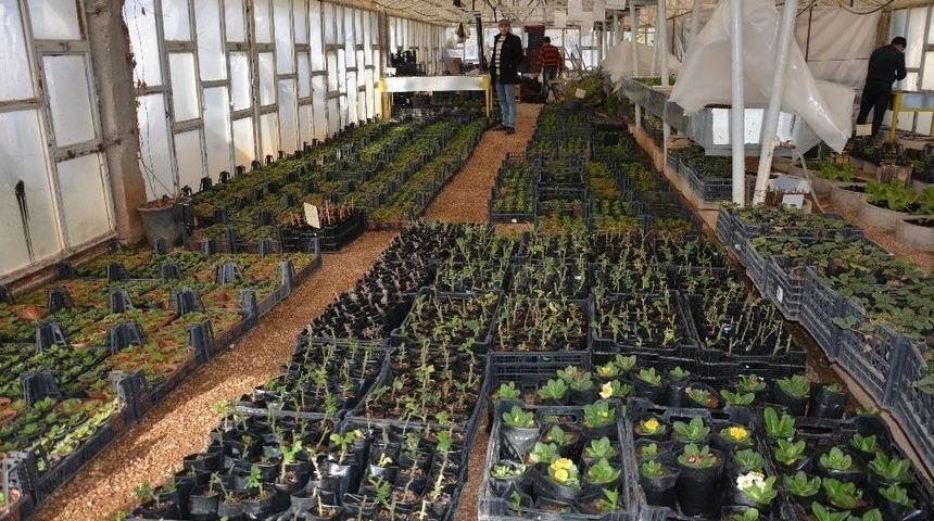 Kilis, Belediye Serası İle Yeşilleniyor