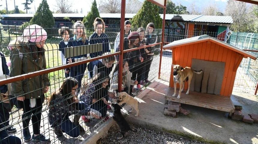 &Ouml;ğrenciler Sokak Hayvanlarını Yalnız Bırakmadı