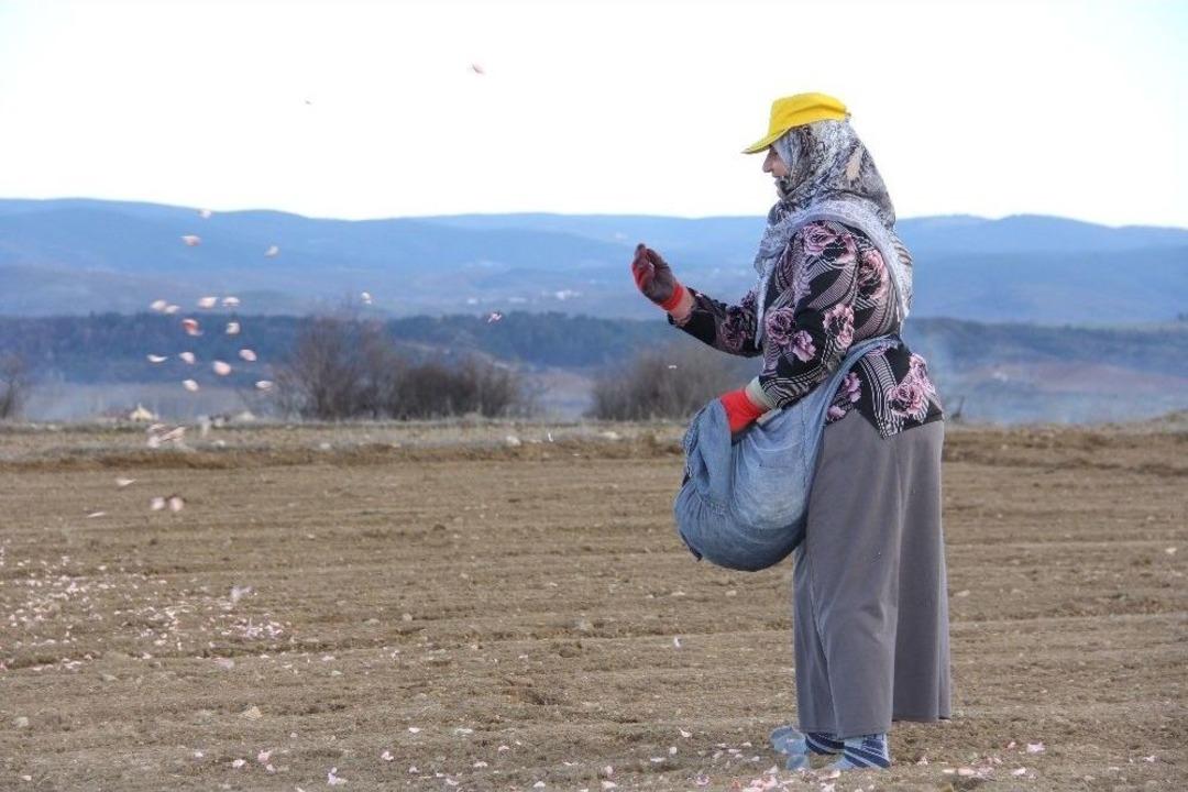 Kastamonu&rsquo;da &lsquo;beyaz Altın&rsquo;ın Ekimi Başladı