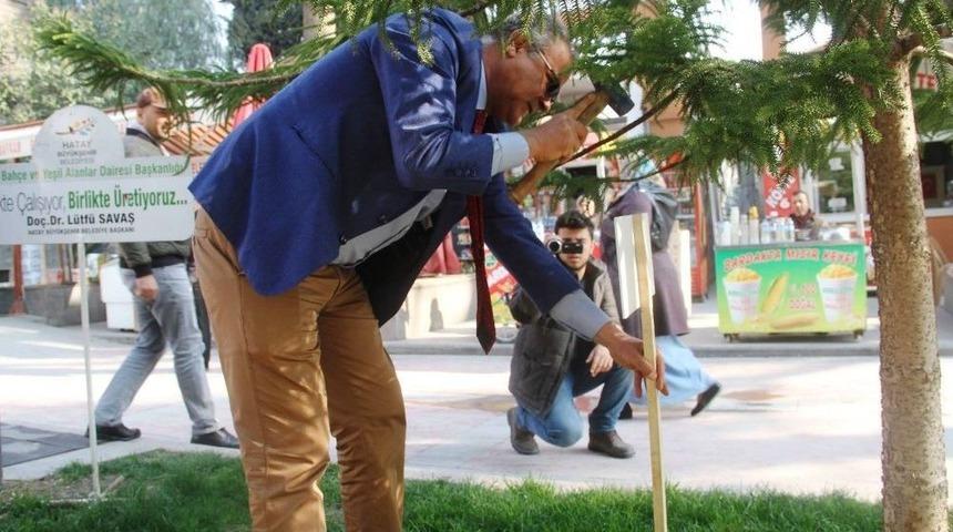 Hatay&rsquo;da Ağa&ccedil;lara Kimlik