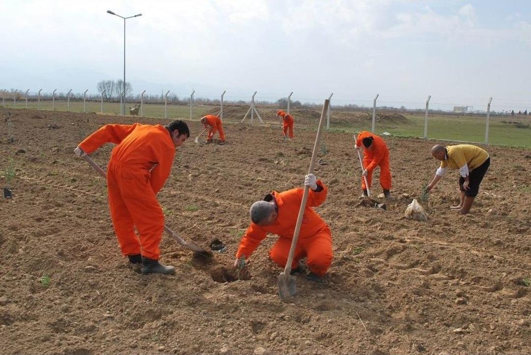 &Ccedil;iftlik Gibi Ceza Evi