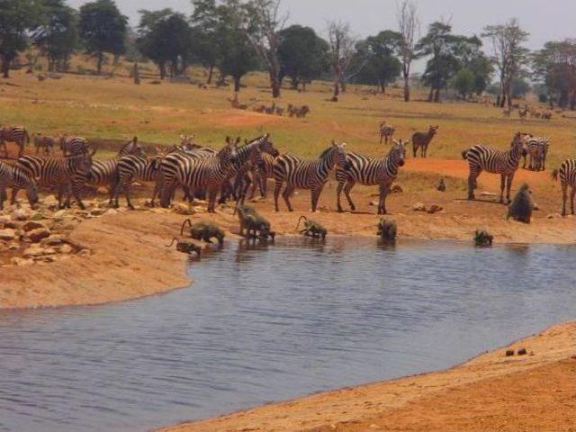 Afrikalı Çiftçiden Hayvanlara Su Yardımı