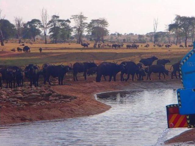 Afrikalı Çiftçiden Hayvanlara Su Yardımı