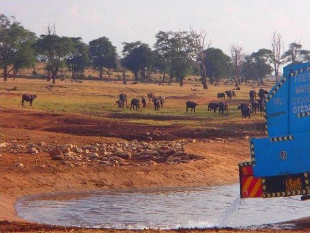 Afrikalı Çiftçiden Hayvanlara Su Yardımı