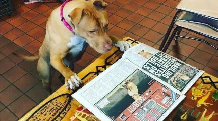 Metruk Evde Bulunan K&ouml;pek &ldquo;Itfaiyeci&rdquo; Oldu