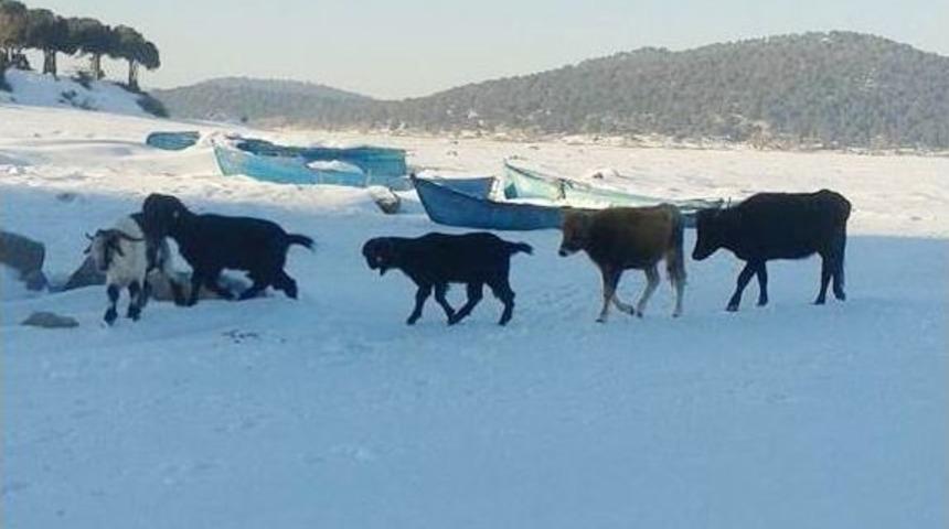 Kurt Tehlikesi Nedeniyle Adalardaki Hayvanlar Buz &Uuml;zerinde Y&uuml;r&uuml;t&uuml;l&uuml;yor