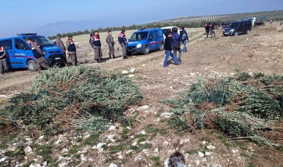 Manisa&rsquo;da İzinsiz Dikilen 17 Bin Zeytin Fidanı S&ouml;k&uuml;ld&uuml;