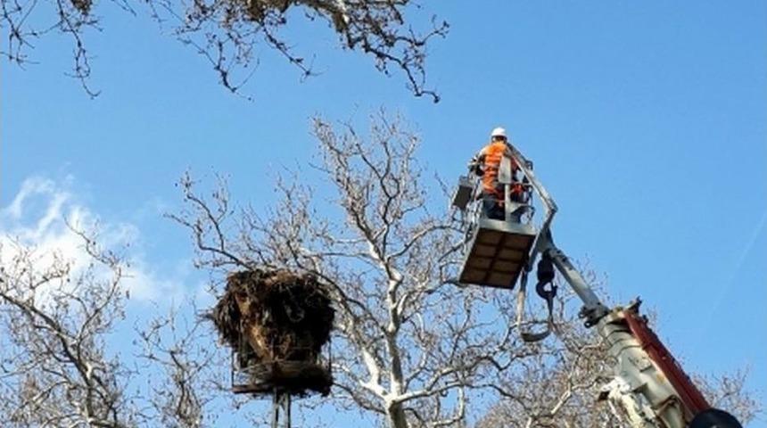 Anıt Ağa&ccedil;lar Usul&uuml;ne Uygun Budanıyor