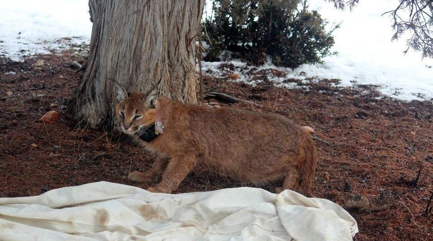 T&uuml;rkiye&rsquo;de İlk Kez Bir Karakulak Gps&rsquo;li Tasma İle İzlenmeye Başlandı