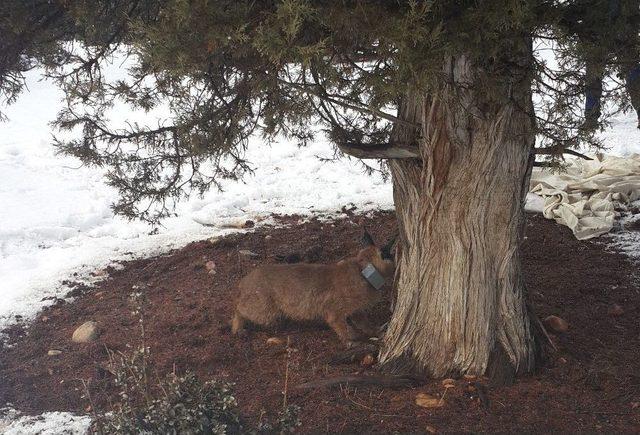 T&uuml;rkiye&rsquo;de İlk Kez Bir Karakulak Gps&rsquo;li Tasma İle İzlenmeye Başlandı 1
