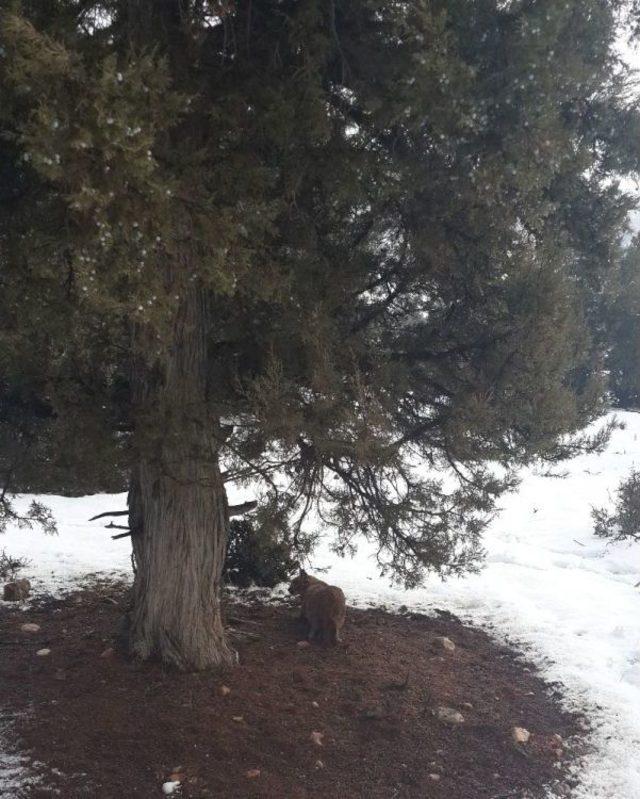 T&uuml;rkiye&rsquo;de İlk Kez Bir Karakulak Gps&rsquo;li Tasma İle İzlenmeye Başlandı 2