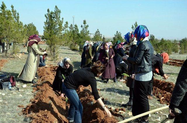 400 Minik Öğrenci Üniversiteye 10 Bin Fidan Dikti