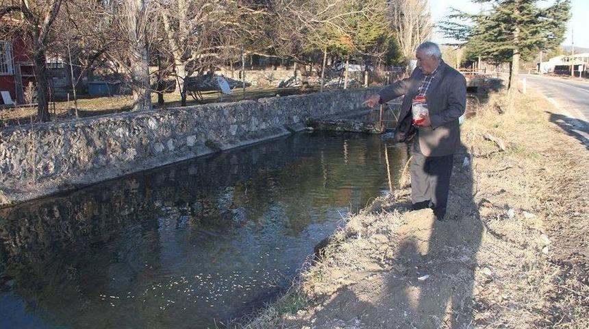 Balıkların &Ouml;zg&uuml;rl&uuml;ğ&uuml;