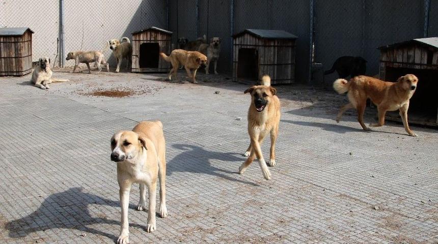 Barınakta Mutlu Son