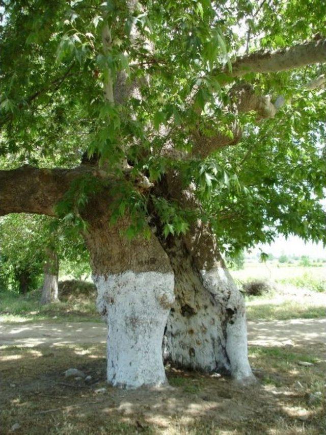 Sader, Sarıgöl’ün Değerlerine Sahip Çıkıyor