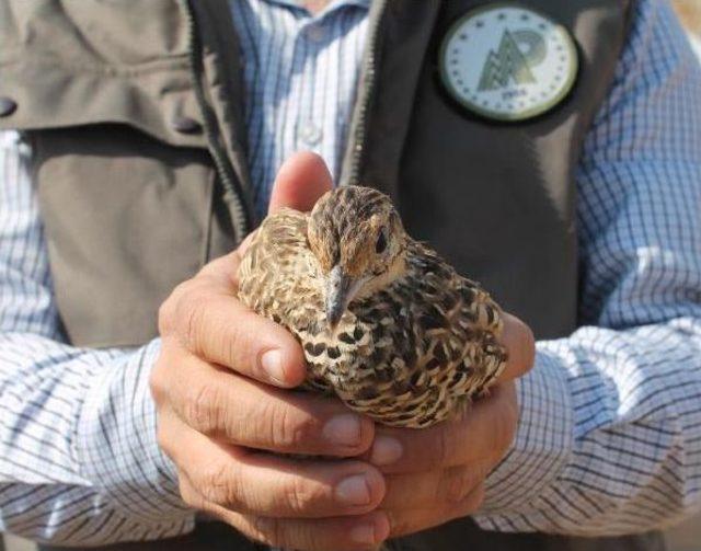 Tedavileri Tamamlanan Turaç Kuşları Doğaya Bırakıldı